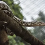 brown and black snake on brown tree branch