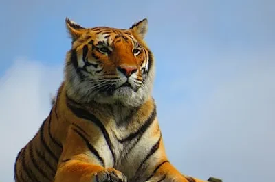 Decoding Power & Authorities in Tiger Dreams: Confronting Fears and Challenges