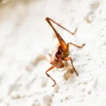 brown grasshopper on white textile