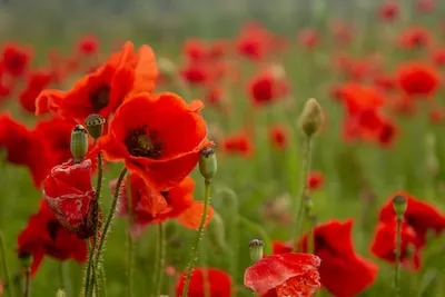 Meaning of Dreaming about Poppy Flower: Spiritual Significance & Warnings