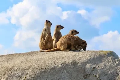 Interpreting Meerkat Dreams: Uncover Symbolism & Emotional Insight