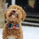 tan puppy on snow