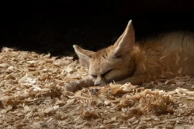 Meaning of Fennec Fox Dreams: Adaptability, Deception, and More