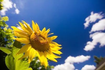 Decoding Sunflower Dreams: Hope, Prosperity, and Personal Growth