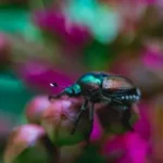 shallow focus photography of black and green bug on pink flower