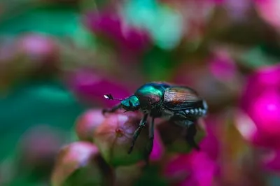 Unraveling Beetle Dreams: Symbols of Growth, Protection and Rebirth