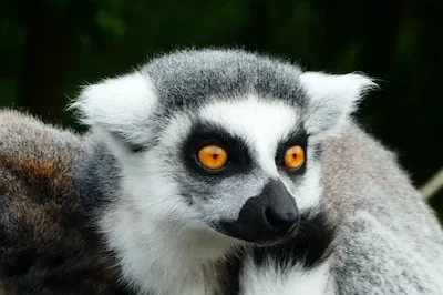 Unlocking Personal Growth: the Meaning of Lemur Dreams