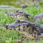 two brown-and-gray alligators