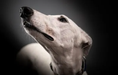 Greyhound Dreams: Symbols of Change, Loyalty, and Fortune