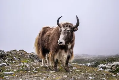 Unlocking Yak Dreams: Wisdom, Strength, and Overcoming Self-Doubt