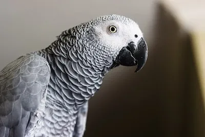 Uncover the Deep Meaning of African Grey Parrots