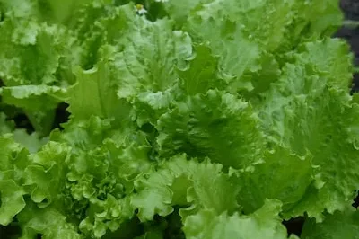 Unlocking Prosperity & Growth: the Meanings of Lettuce in Dreams