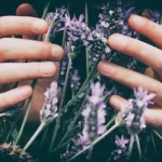 person touching purple petaled flowers