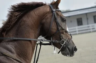 Meaning of Dreaming About Friesian Horses: Prosperity and Authority