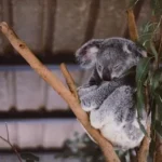 wildlife photography of koala on tree