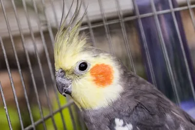 Meaning of Cockatiel Dreams: Prosperity, Companionship, and More