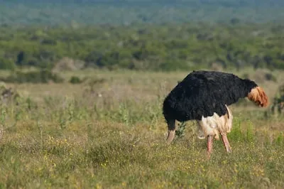 Ostrich Dreams Unveiled: Fear, Fantasy, and Awakening Courage