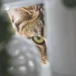 brown tabby cat in white plastic container