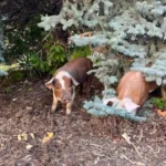 two pigs in the woods