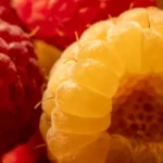 yellow and red fruit in close up photography