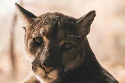 Spiritual and Biblical Interpretations of Mountain Lion Dreams