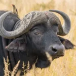 water buffalo on wheat field