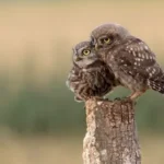 two brown owls perched on wooden post