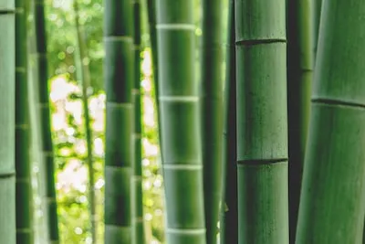 Interpreting Bamboo in Dreams: Growth, Prosperity and Transformation