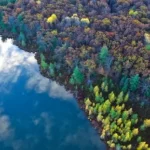 bird's eye photography of ocean and trees