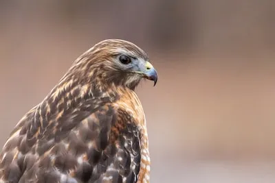 Dreaming of Raptors: Insights into Power and Freedom