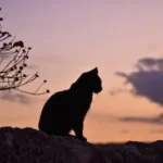 black cat sitting on rock during day