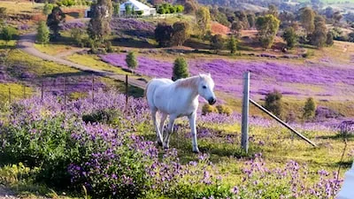 Decoding the Meaning of a Flying White Horse in Dreams