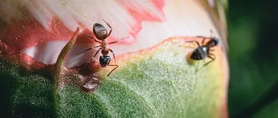 Unveiling the Symbolism of Large Black Bugs in Dreams