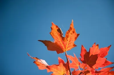 Unlocking the Meaning Behind Dreams of Bright Blue Veins