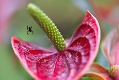 Unraveling the Meaning of Spider-Killing Dreams