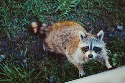 Deciphering the Symbolic Meaning of Baby Raccoon Dreams