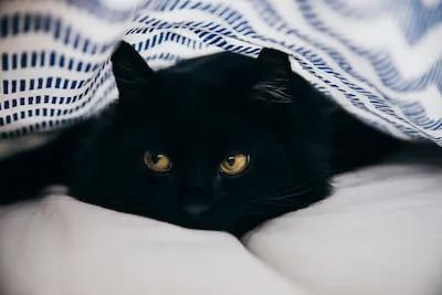 Unraveling the Meaning of Dreams About a Black Cat Attacking