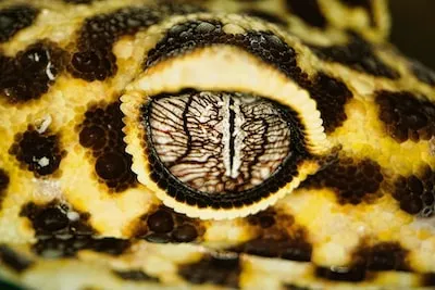 Decoding the Symbolic Meaning of Dreams About Black and Yellow Snakes