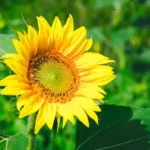 sunflower closeup photography