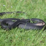 a snake in the grass