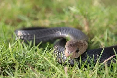 Discovering the Meaning of Dreaming About Cobra Bites