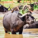 a herd of water buffalo wading through a river