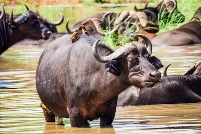 Decoding the Meaning of Water Buffalo in Dreams