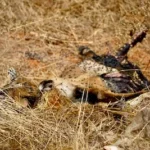 a dead animal laying in a field of dry grass