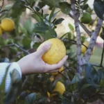 person holding yellow fruit