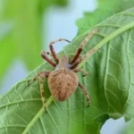 brown spider perched on green leaf