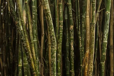 Unlocking the Symbolism of Bamboo Dreams