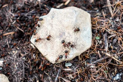 Decoding the Symbolic Meaning of Ant Hill Dreams