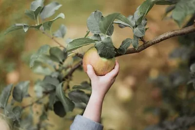 Unveiling the Meaning of Picking Fruits from a Tree in Dreams