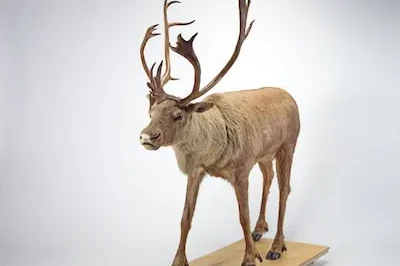 Decoding the Meaning of Taxidermy Dreams: Growth, Fear and Desire